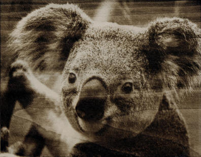 kuala bear